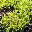 Можжевельник горизонтальный Juniperus horizontalis 'Lime Glow'